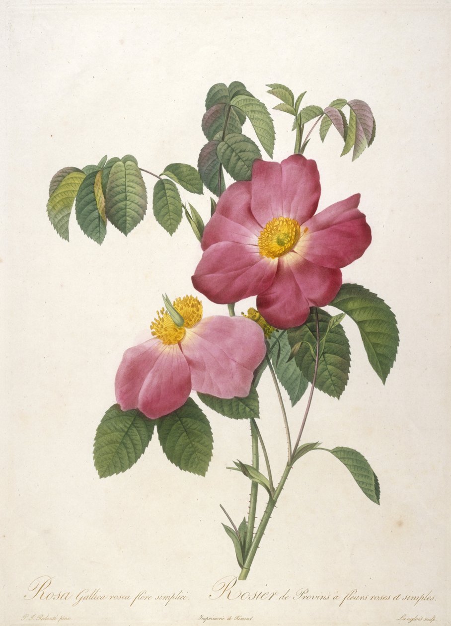 Rosa Gallica rosea flore simplici, Rosier de Provins a fleurs roses et simples, fra La Couronne Des Roses, 1817-24 (håndfarvet stiplet gravering) af Pierre Joseph Redouté
