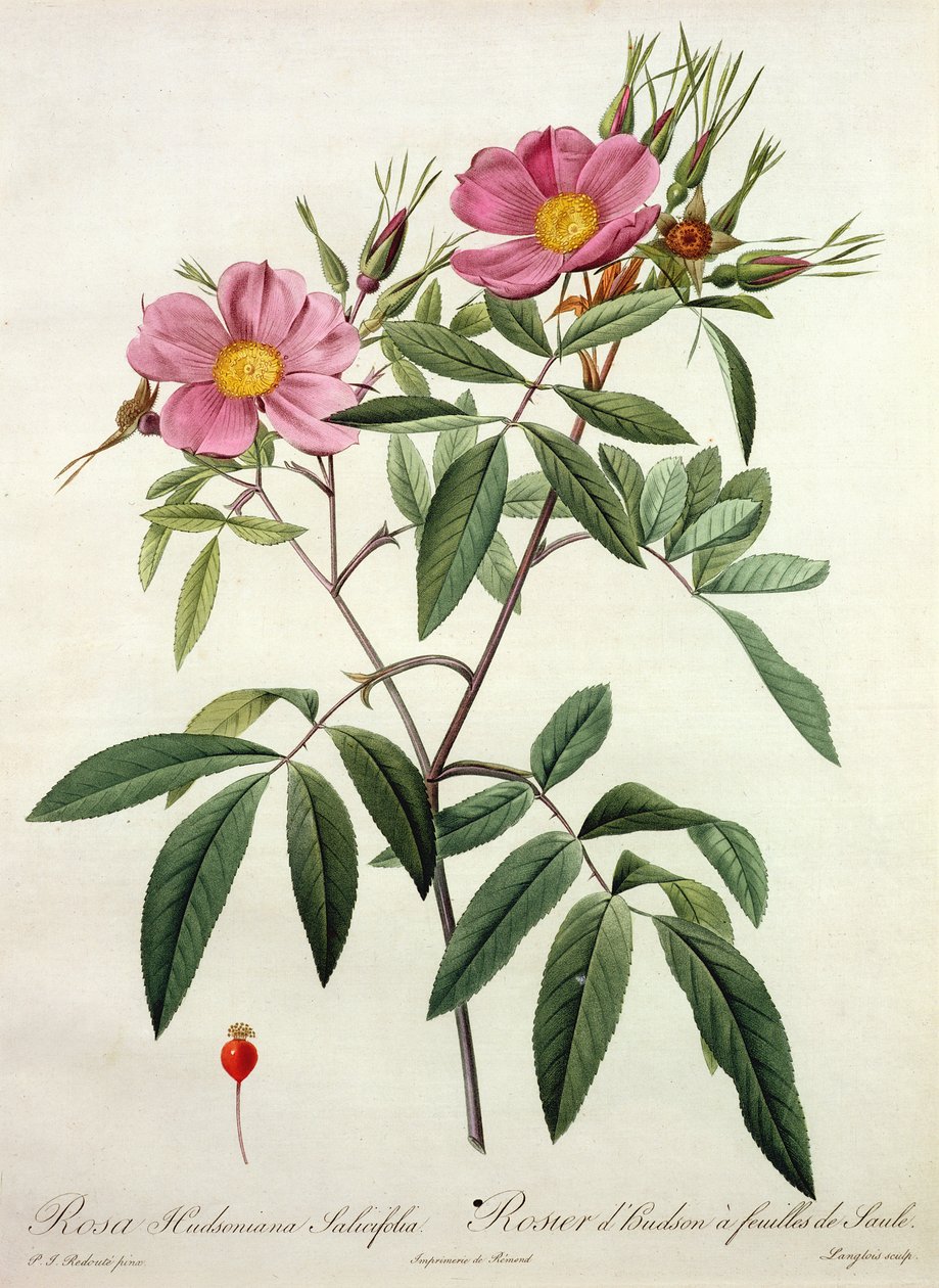 Rosa Hudsoniana Salicifolia, graveret af Langlois, udgivet af Remond af Pierre Joseph Redouté