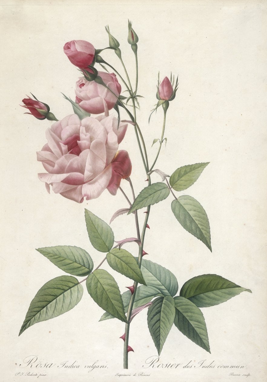 Rosa Indica vulgaris, almindelig indisk rose, fra Les Roses, 1817-24 (håndfarvet stiplet gravering) af Pierre Joseph Redouté