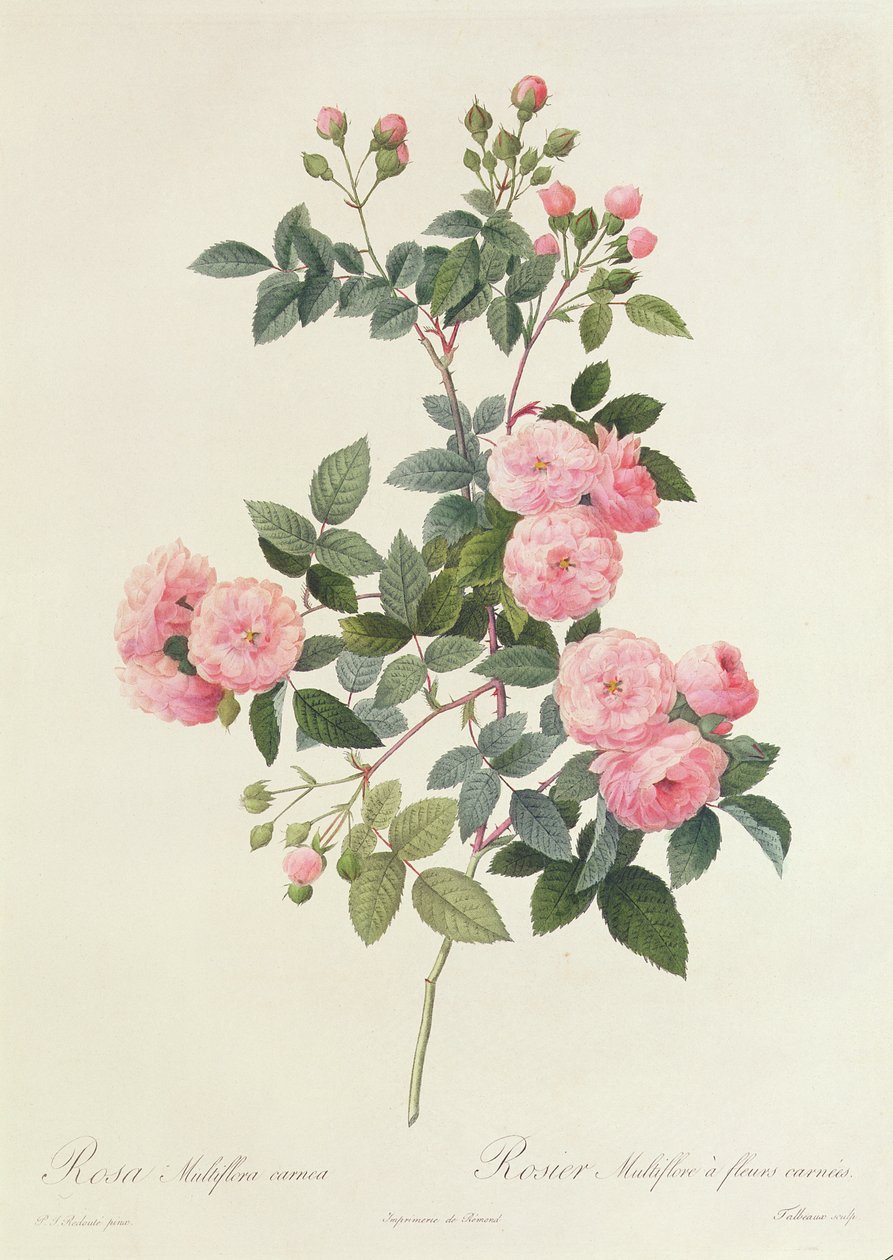 Rosa Multiflora Carnea af Pierre Joseph Redouté