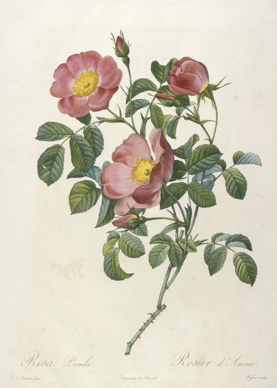 Rosa Pumila, Rosier dAmour, fra La Couronne Des Roses, 1817-24 (håndfarvet prikkegravering) af Pierre Joseph Redouté