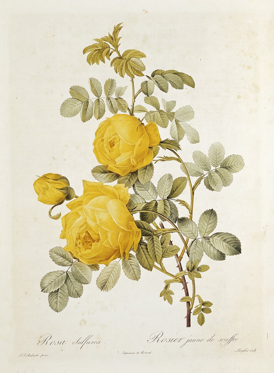 Rosa Sulfurea (gul rose) fra "Les Roses" af Claude Antoine Thory (1757-1827), graveret af Eustache Hyacinthe Langlois (1777-1837) 1817 af Pierre Joseph Redouté