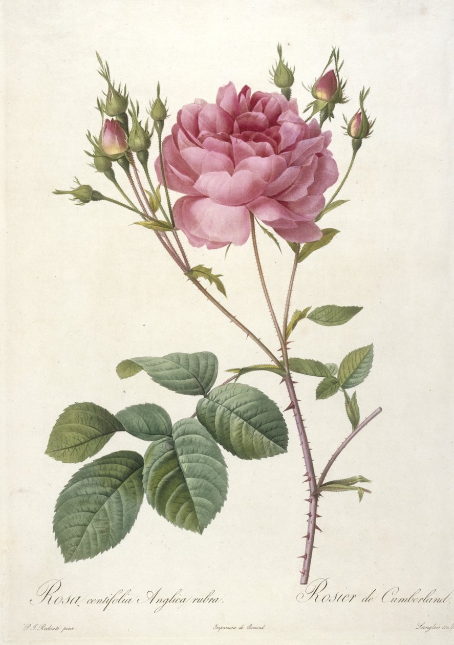 Rosa centifolia Anglica rubra, Rosier de Cumberland, fra Les Roses, 1817-24 (håndfarvet stipple-gravering) af Pierre Joseph Redouté