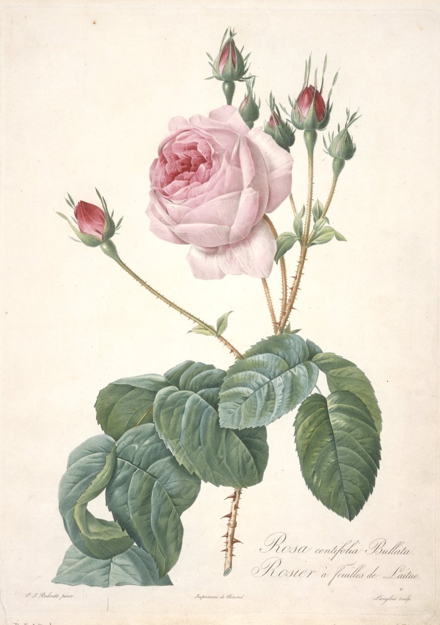 Rosa centifolia Bullata, Rosebush med salatblade, fra Les Roses, 1817-24 (håndfarvet stiplet gravering) af Pierre Joseph Redouté