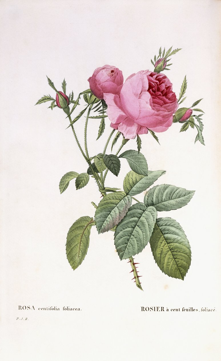 Rosa centifolia foliacea af Pierre Joseph Redouté
