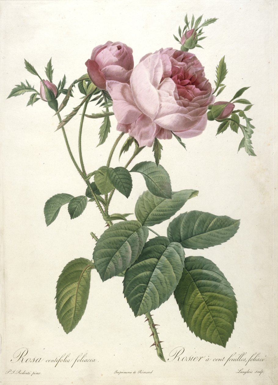Rosa centifolia foliacea, Rosier a cent feuilles, foliace, fra Les Roses, 1817-24 (håndfarvet stipple gravering) af Pierre Joseph Redouté