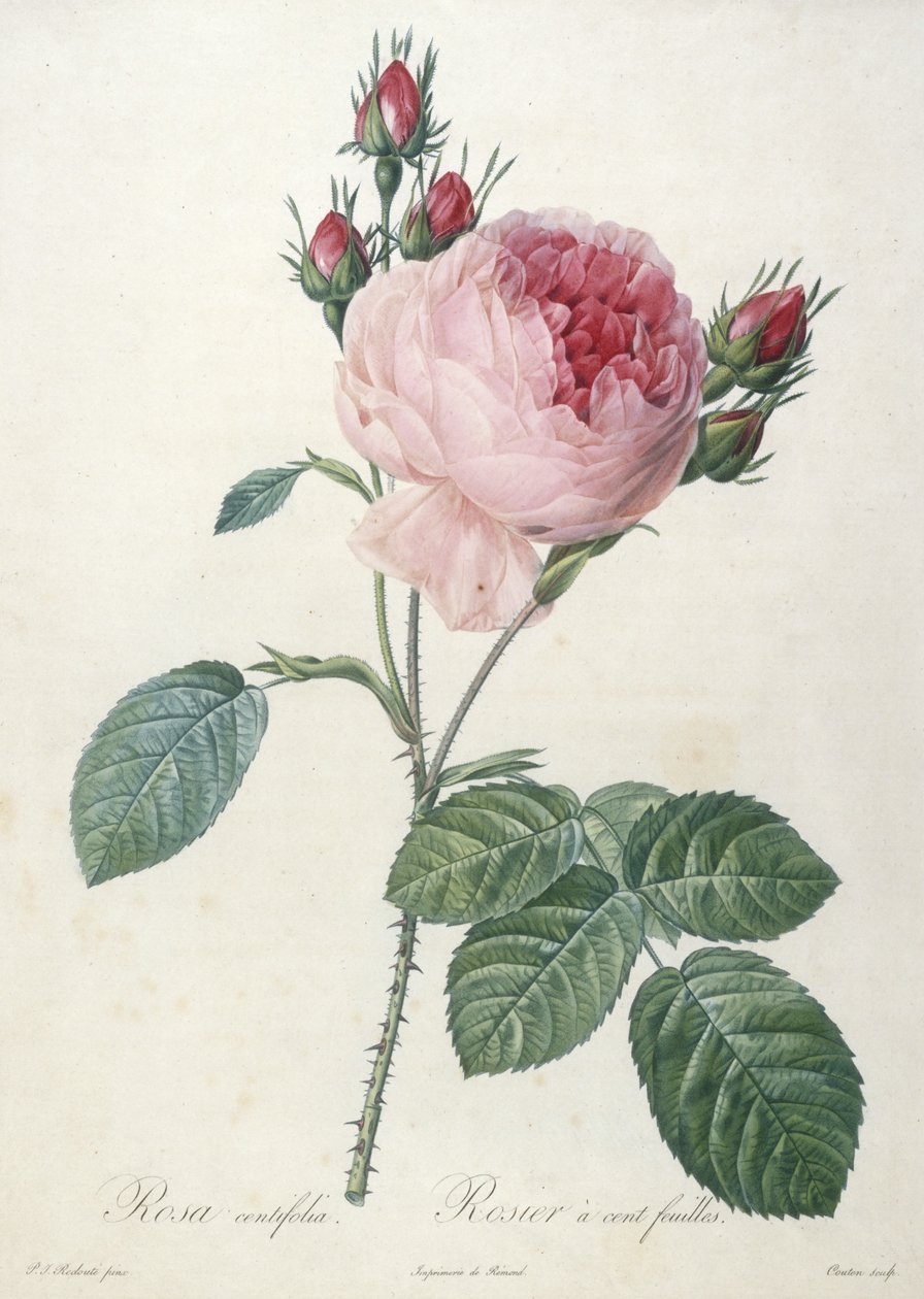 Rosa centifolia, Rosier a cent-feuilles, fra Les Roses, 1817-24 (håndfarvet prikkegravering) af Pierre Joseph Redouté