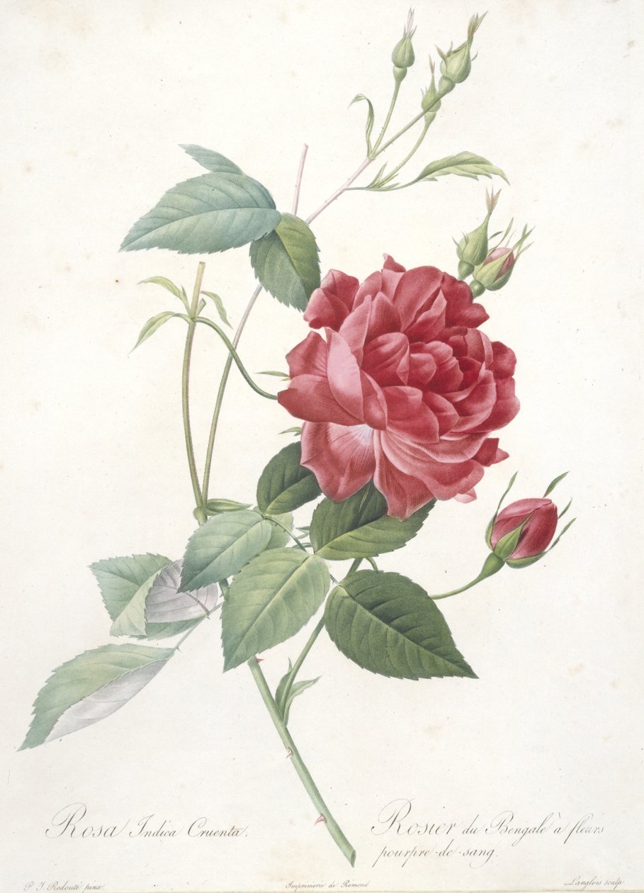 Rosa indica cruenta, bengalsk rose med blodlilla blomster, fra Les Roses, 1817-24 (håndfarvet stipple gravering) af Pierre Joseph Redouté