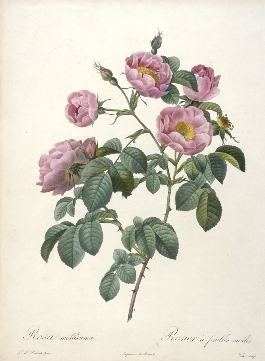 Rosa mollissima, Blød rose, fra Les Roses, 1817-24 (håndfarvet stiplet gravering) af Pierre Joseph Redouté