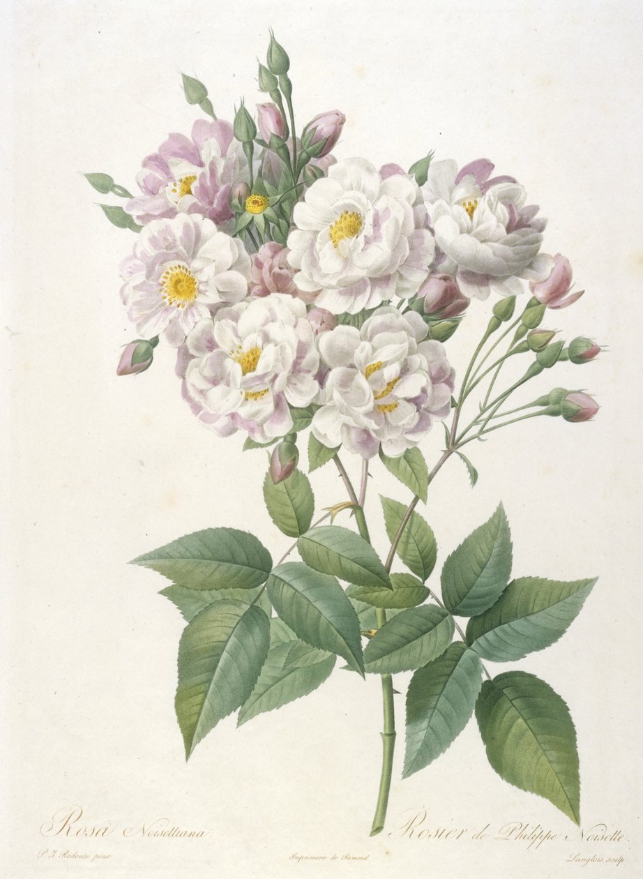 Rosa noisettiana, Rosier de Philippe de Noisette, fra La Couronne des Roses, 1817-24 (håndfarvet prikkegravering) af Pierre Joseph Redouté