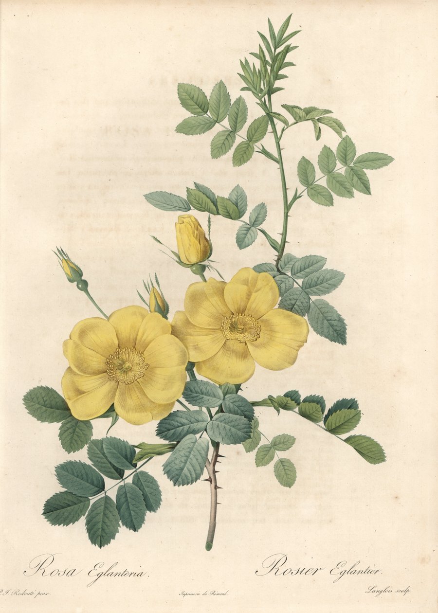 Rosa rubigineux med gule roser (Rosa rubiginosa) - Eau forte de Langlois, baseret på en illustration af Pierre Joseph Redoute (1759-1840), fra Les Roses af Pierre Joseph Redouté