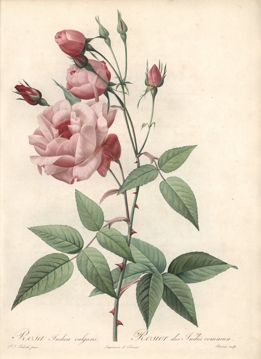 Rose Bengal Rose - Eau forte de Bessin, baseret på en illustration af Pierre Joseph Redoute (1759-1840), fra Les Roses af Pierre Joseph Redouté