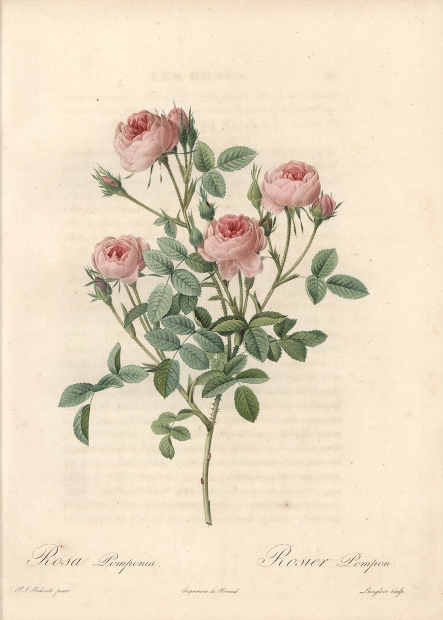 Rose de Meaux med lyserøde blomster - Radering af Langlois, baseret på en illustration af Pierre Joseph Redoute (1759-1840), fra Les Roses af Pierre Joseph Redouté