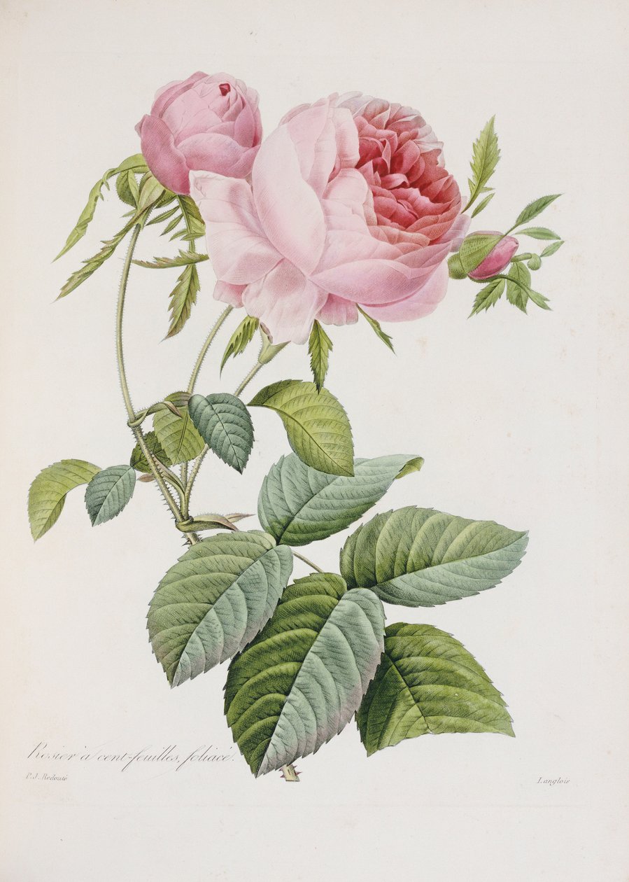 Rose, graveret af Eustache Hyacinthe Langlois af Pierre Joseph Redouté