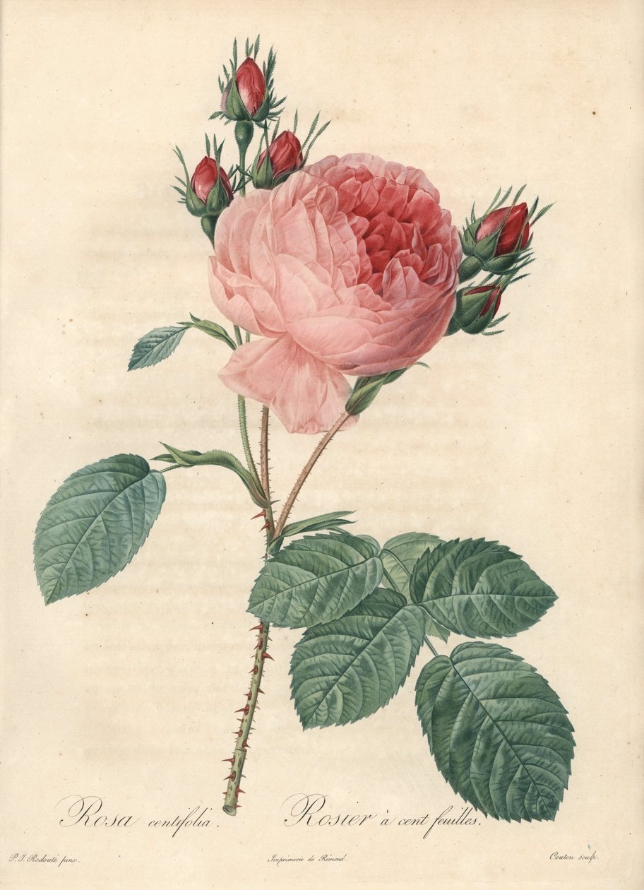 Rose hundrede blade (et hundrede blade) - Eau forte af Charlin, baseret på en illustration af Pierre Joseph Redoute (1759-1840), fra Les Roses af Pierre Joseph Redouté
