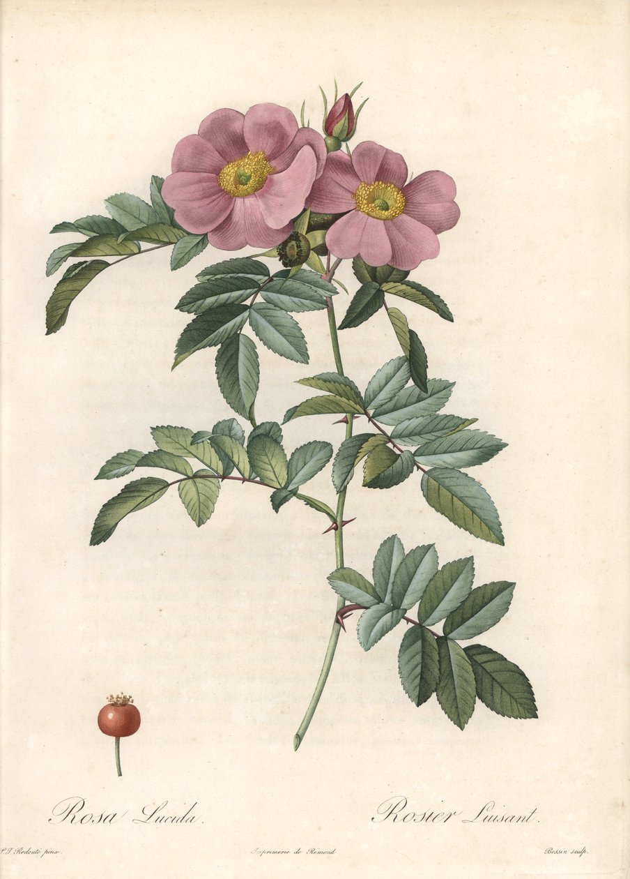 Rose of Virginia, med lyserøde blomster - Eau forte de Bessin, baseret på en illustration af Pierre Joseph Redoute (1759-1840), fra Les Roses af Pierre Joseph Redouté