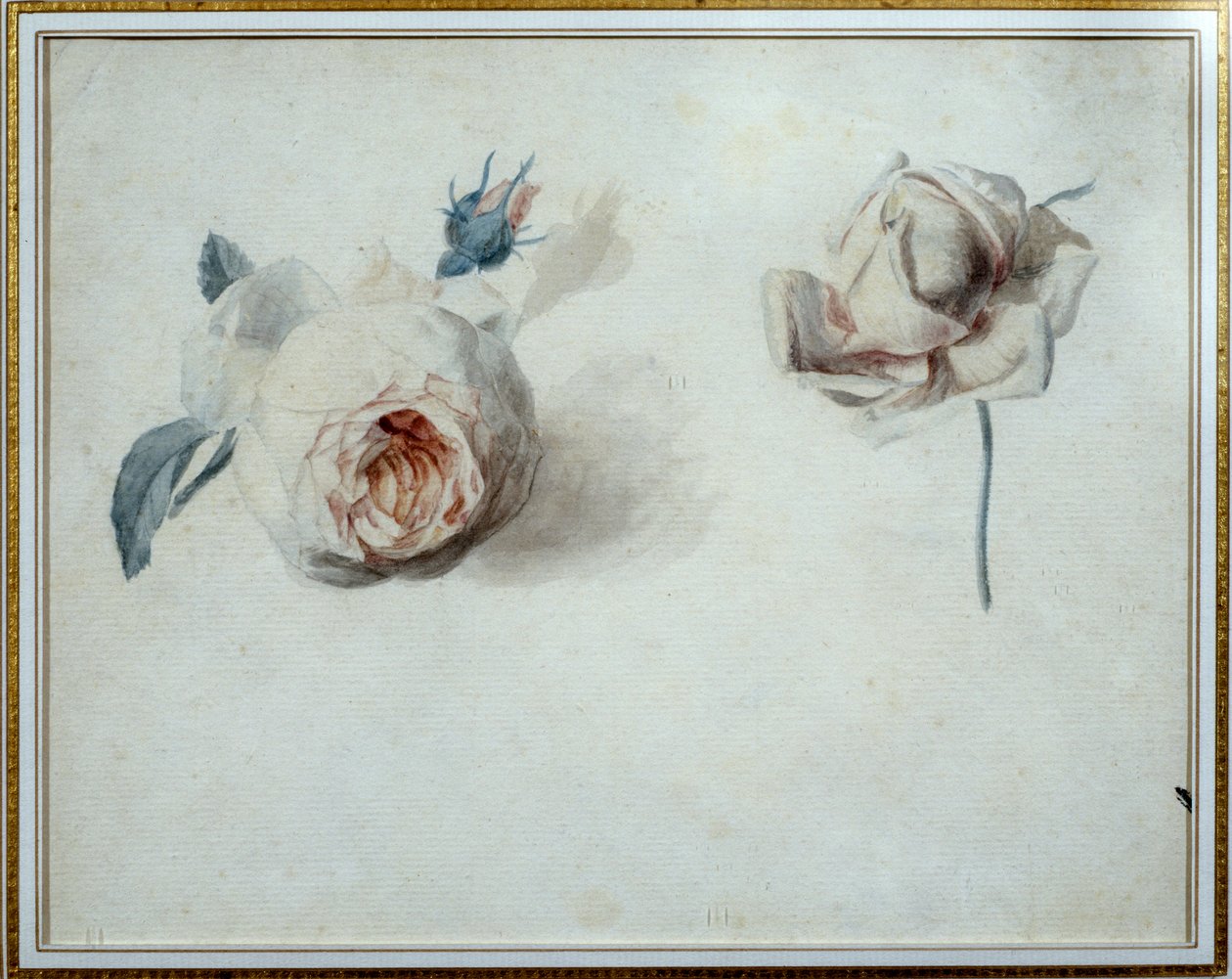 Rose studie Akvarel af Pierre Joseph Redoute (1759-1840) Malmaison fra det 19. århundrede, slotmuseum. af Pierre Joseph Redouté
