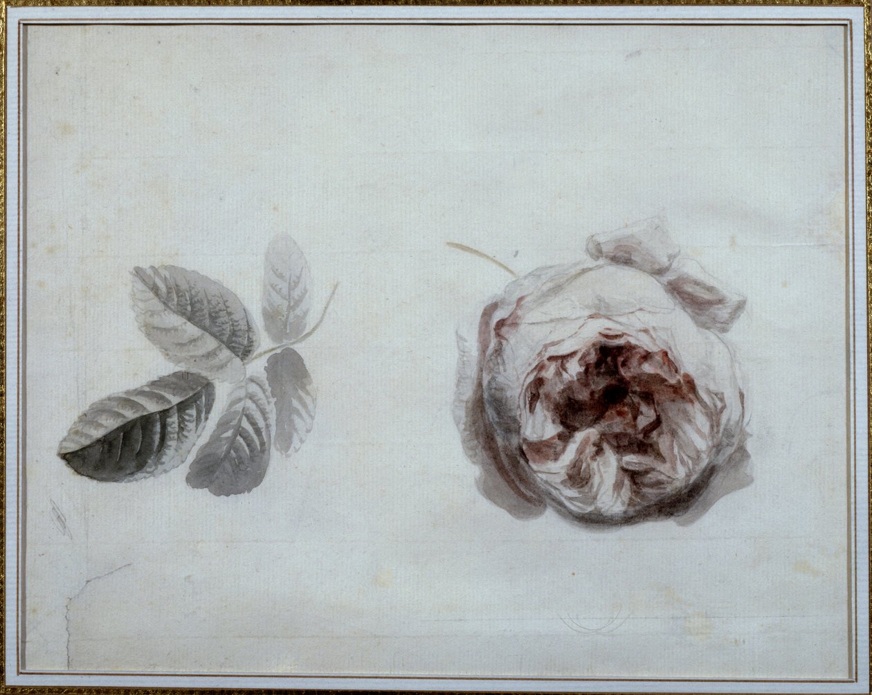 Rose studie Akvarel af Pierre Joseph Redoute (1759-1840) Malmaison fra det 19. århundrede, slotmuseum. af Pierre Joseph Redouté