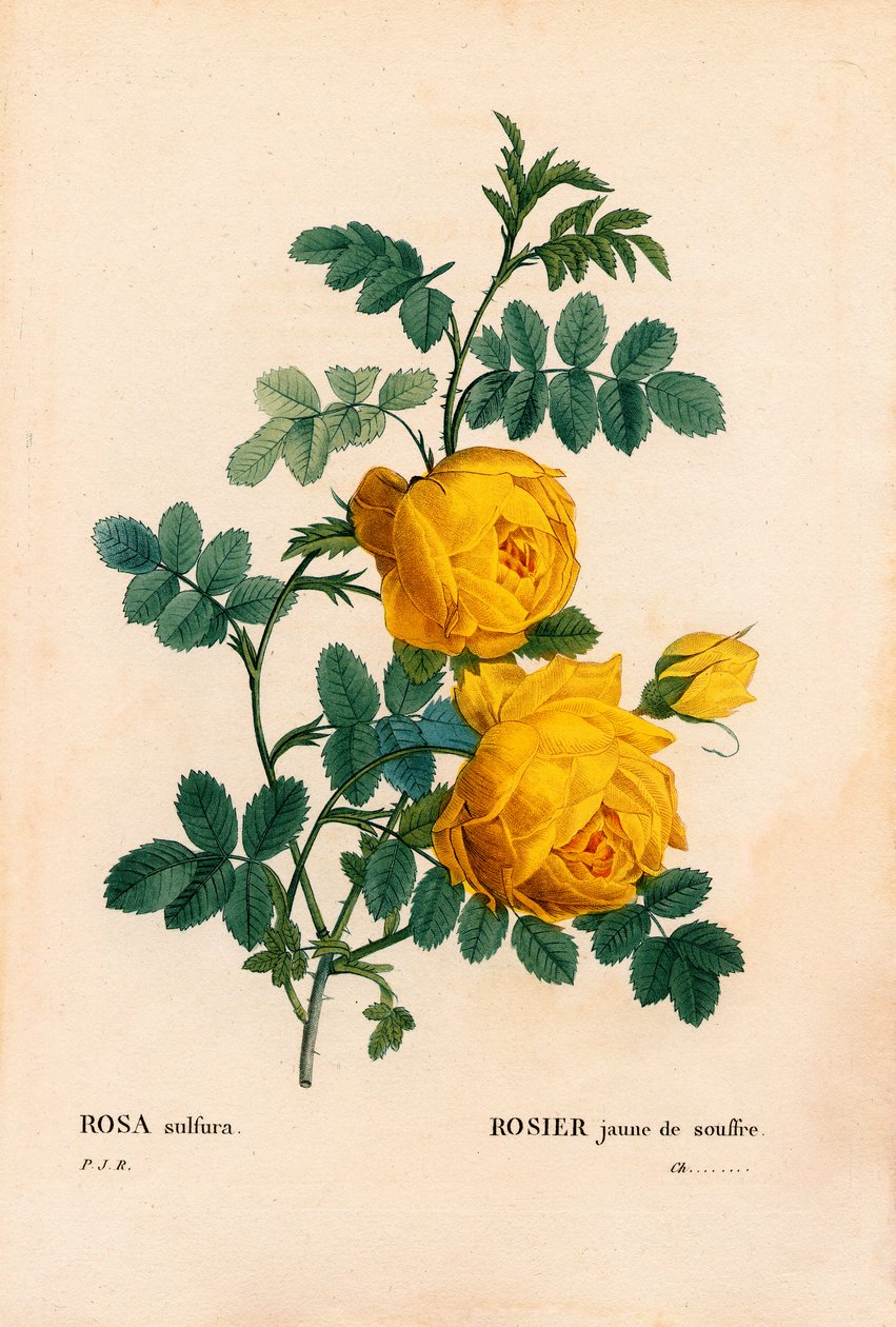 Rose svovl, Rosa hemisphaerica, gul rose svovl. Håndfarvet stiplet kobberstik fra Pierre Joseph Redoutes "" Les Roses,"" Paris af Pierre Joseph Redouté