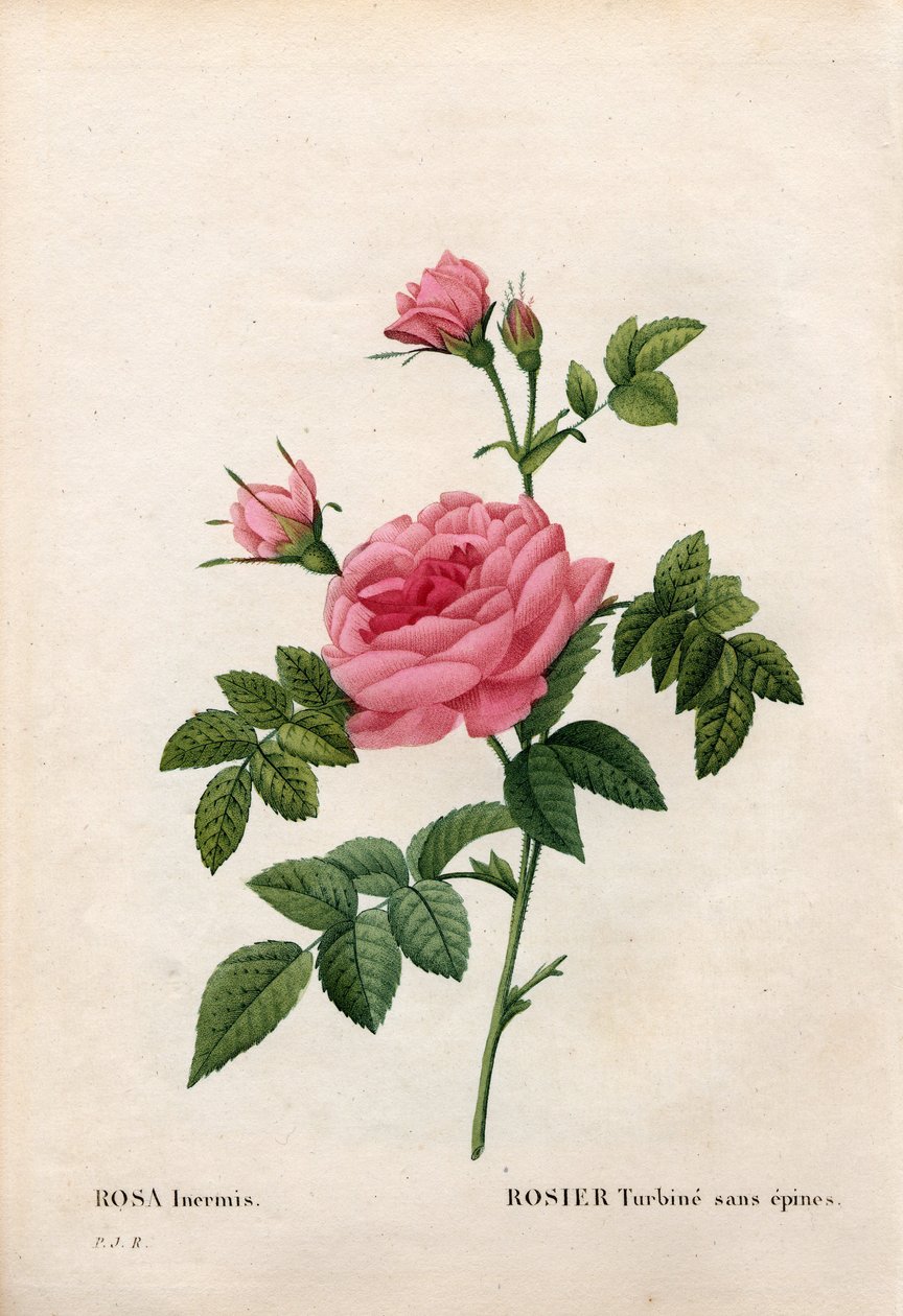 Rose uden torn, Rosa francofurtana sort, Rosier turbine uden torn. Håndfarvet stiplet kobberstik fra Pierre Joseph Redoutes "" Les Roses,"" Paris af Pierre Joseph Redouté
