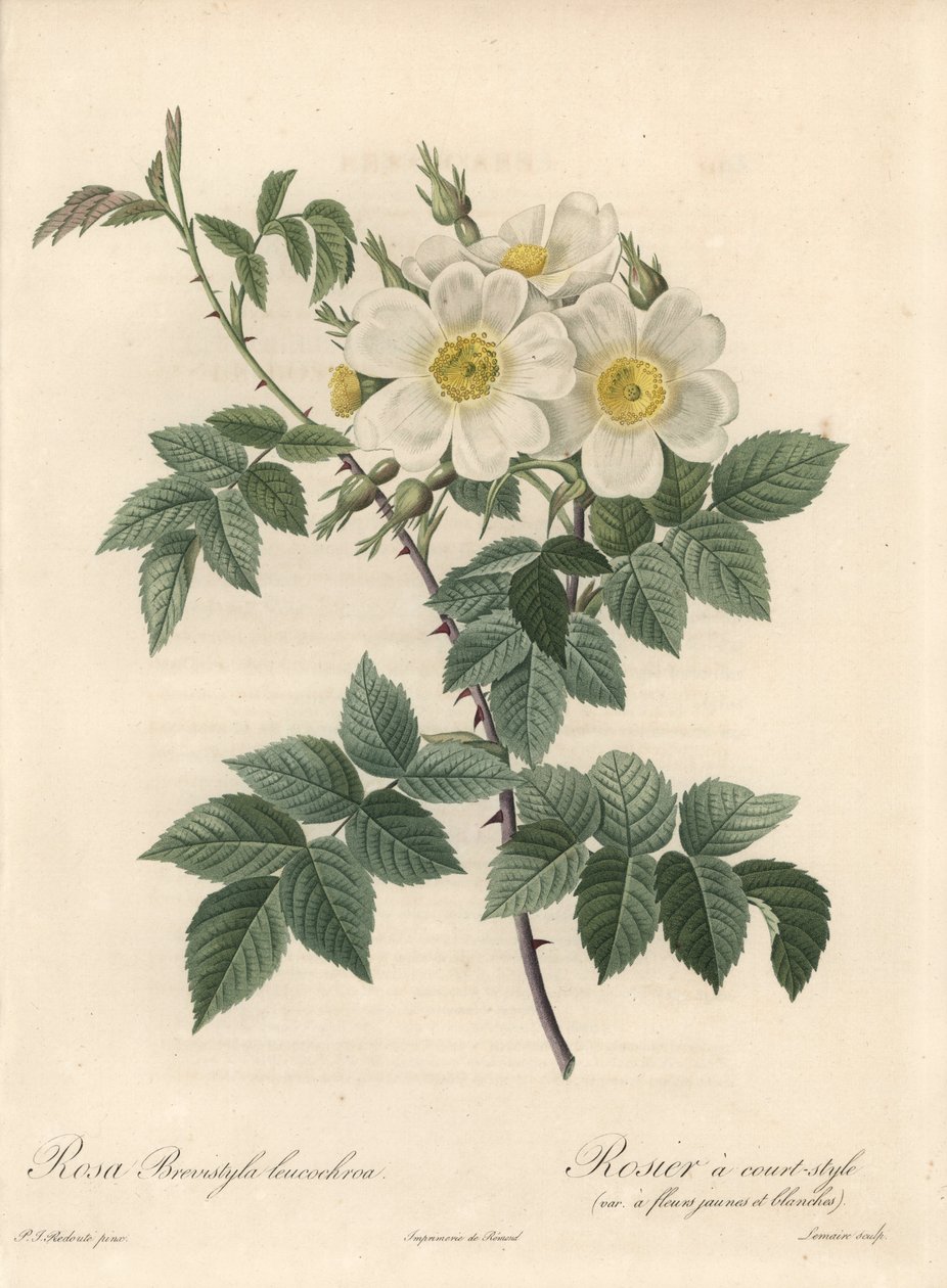 Rosier en kort stil, sort med gule og hvide blomster - Eau forte af Langlois Charlin, fra en illustration af Pierre Joseph Redoute (1759-1840), uddrag fra Les Roses af Pierre Joseph Redouté
