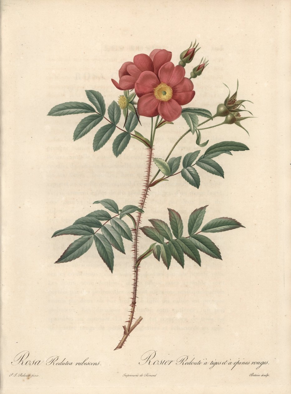 Brilliant Rose - Eau forte de Bessin, baseret på en illustration af Pierre Joseph Redoute (1759-1840), fra Les Roses af Pierre Joseph Redouté