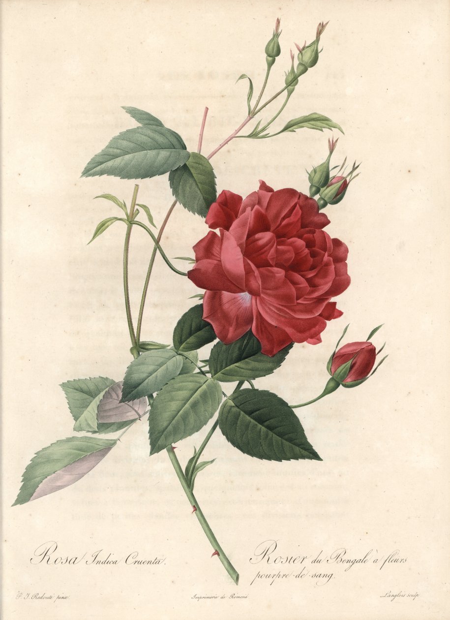 Chinese Rose - Eau forte de Langlois, baseret på en illustration af Pierre Joseph Redoute (1759-1840), fra Les Roses af Pierre Joseph Redouté
