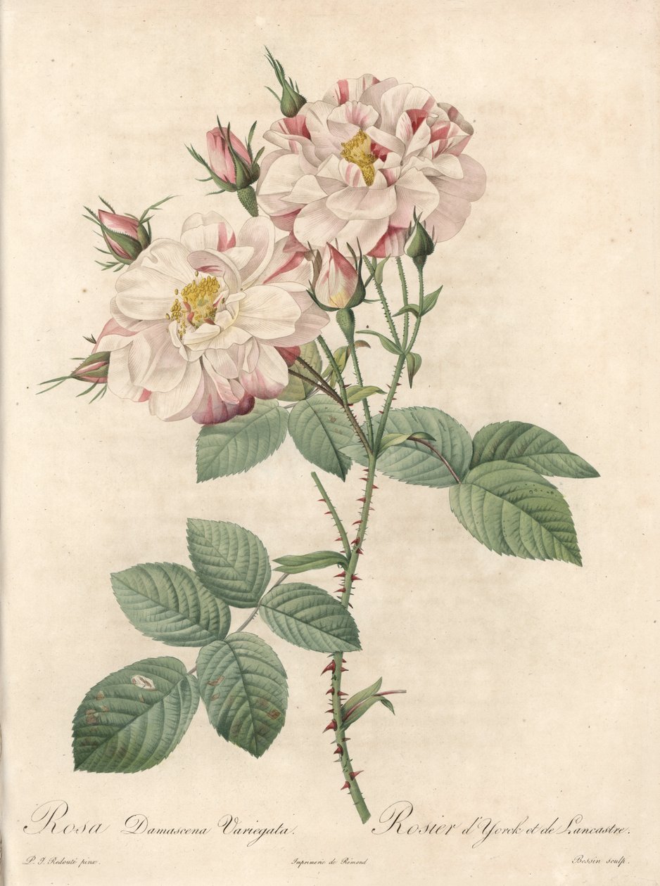Damaskus rose, York og Lancaster sort - Etching af Bessin, fra en illustration af Pierre Joseph Redoute (1759-1840), fra Les Roses af Pierre Joseph Redouté