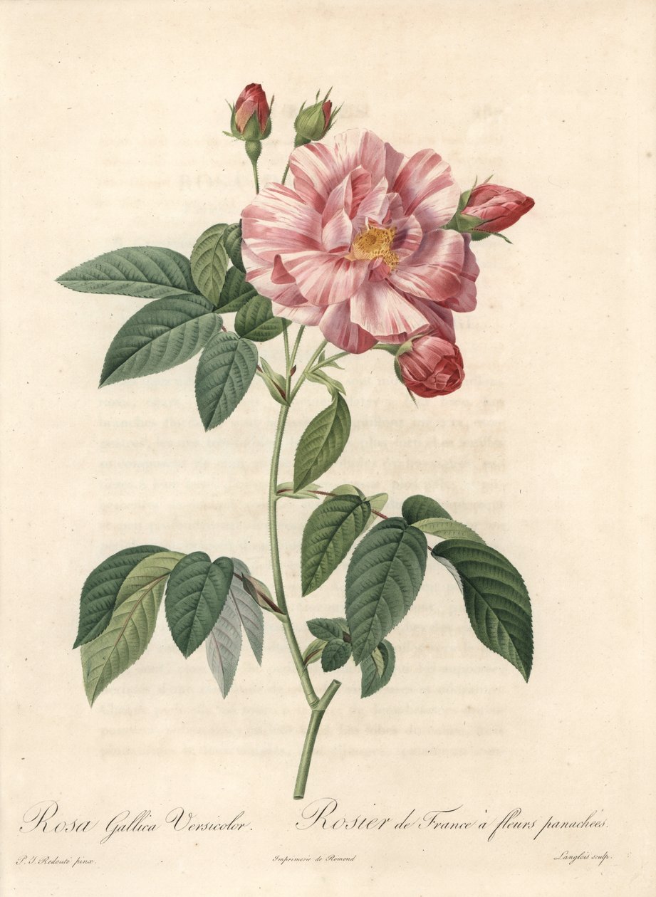 Rose of France eller rose of Provins, sort versicolor - Etching of Langlois, fra en illustration af Pierre Joseph Redoute (1759-1840), uddrag fra Les Roses af Pierre Joseph Redouté