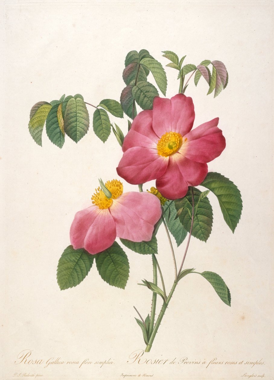 Rosebush of Provinsi fra La Couronne de roses, 1817-1824. af Pierre Joseph Redouté