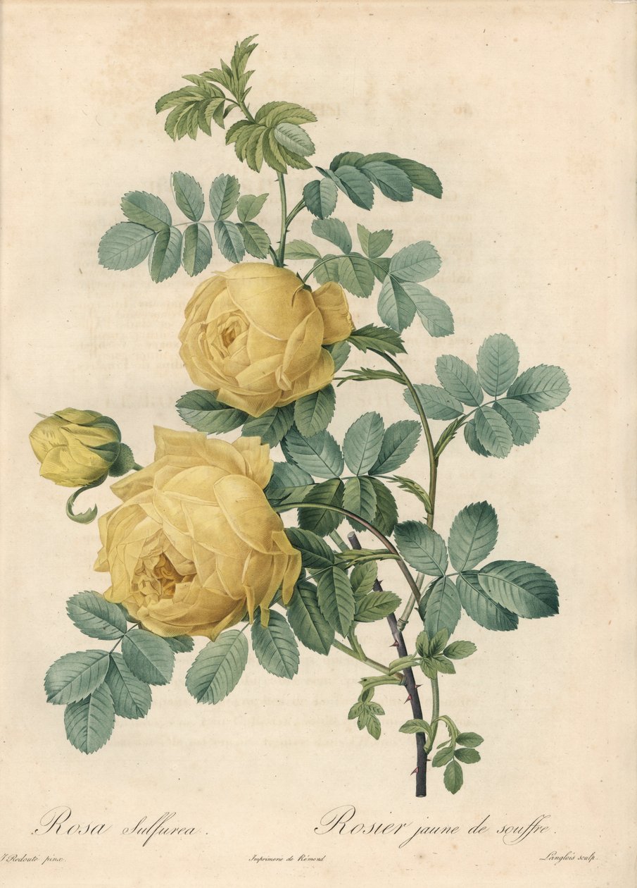 Rosier des Turks - Eau forte de Langlois, baseret på en illustration af Pierre Joseph Redoute (1759-1840), fra Les Roses af Pierre Joseph Redouté