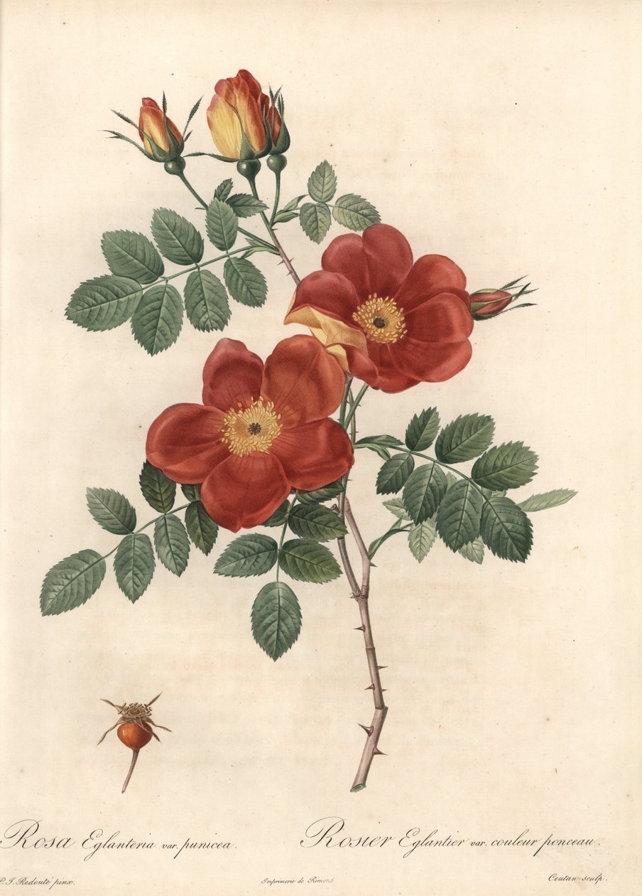 Rosier fetide eller bramfugl fra Østrig - Eau forte de Coutan, baseret på en illustration af Pierre Joseph Redoute (1759-1840), fra Les Roses af Pierre Joseph Redouté
