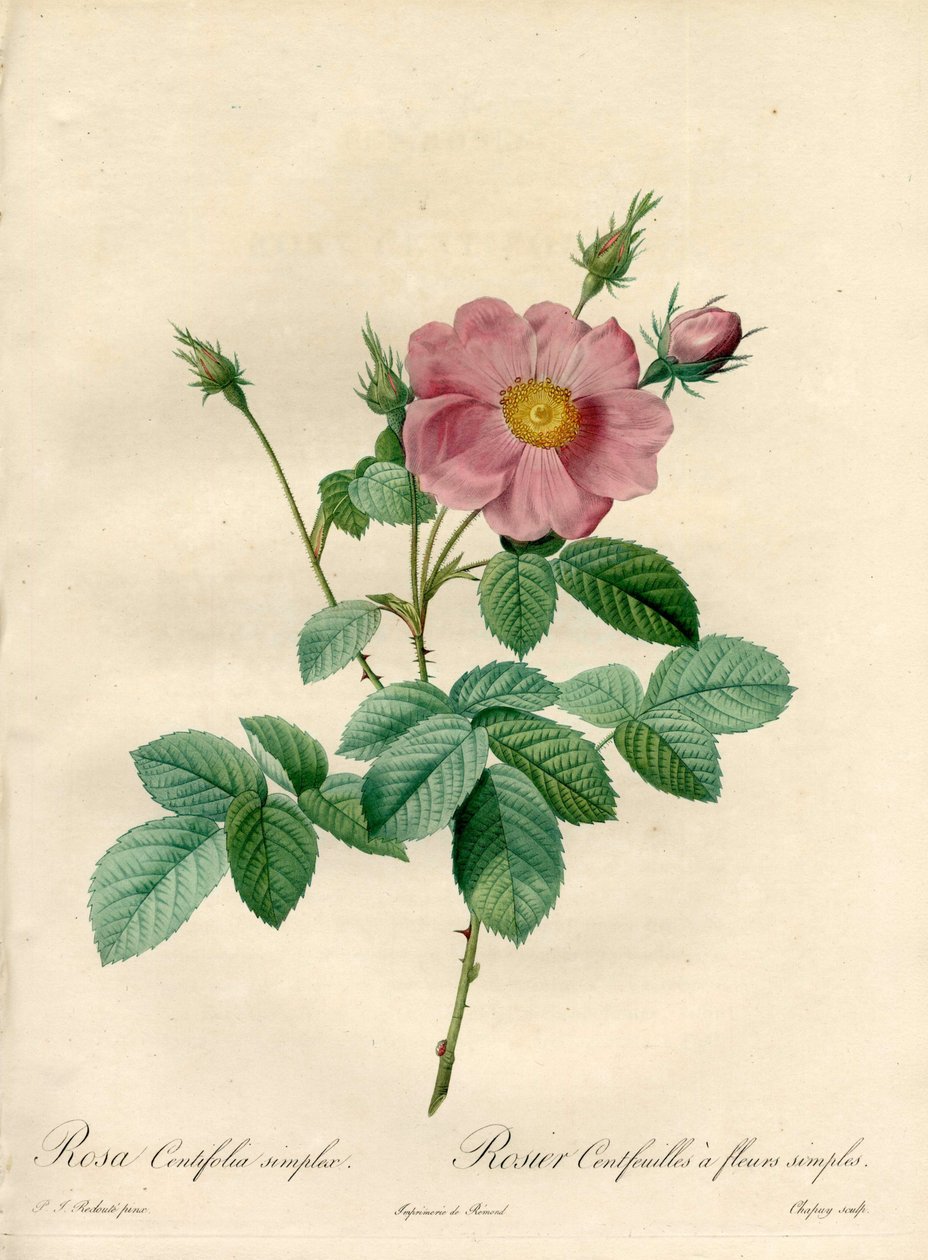 Rosier hundrede blade med enkle blomster - Eau forte de Chapuy, fra en illustration af Pierre Joseph Redoute (1759-1840), fra Les Roses af Pierre Joseph Redouté