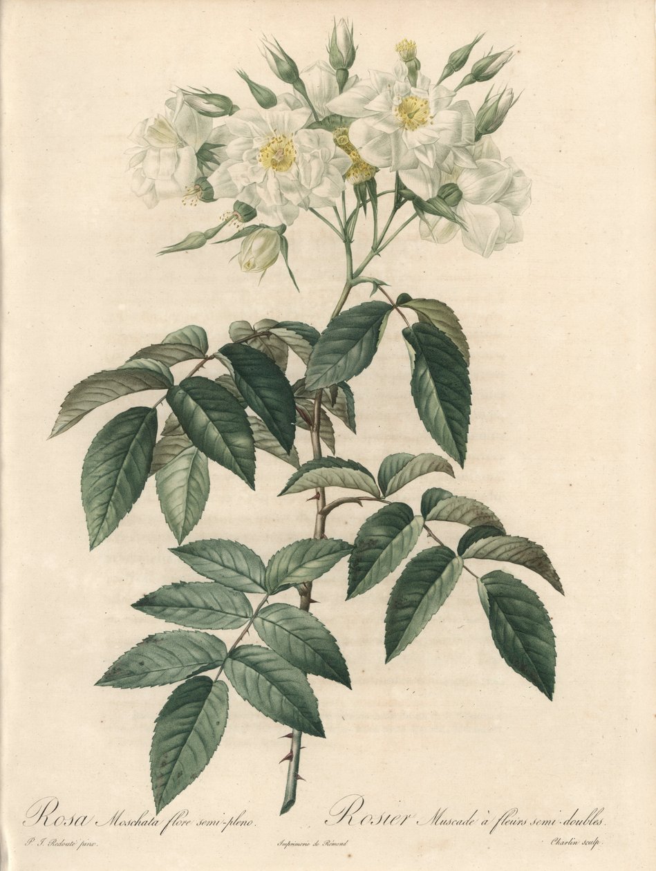 Moskusrose, med dobbelte blomster - Radering af Charlin, fra en illustration af Pierre Joseph Redoute (1759-1840), uddrag fra Les Roses af Pierre Joseph Redouté