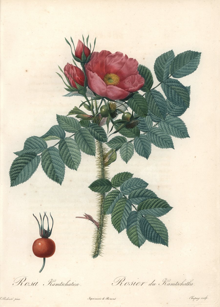 Ru rose eller Kamchatka rose - Radering af Chapuy, fra en illustration af Pierre Joseph Redoute (1759-1840), fra Les Roses af Pierre Joseph Redouté