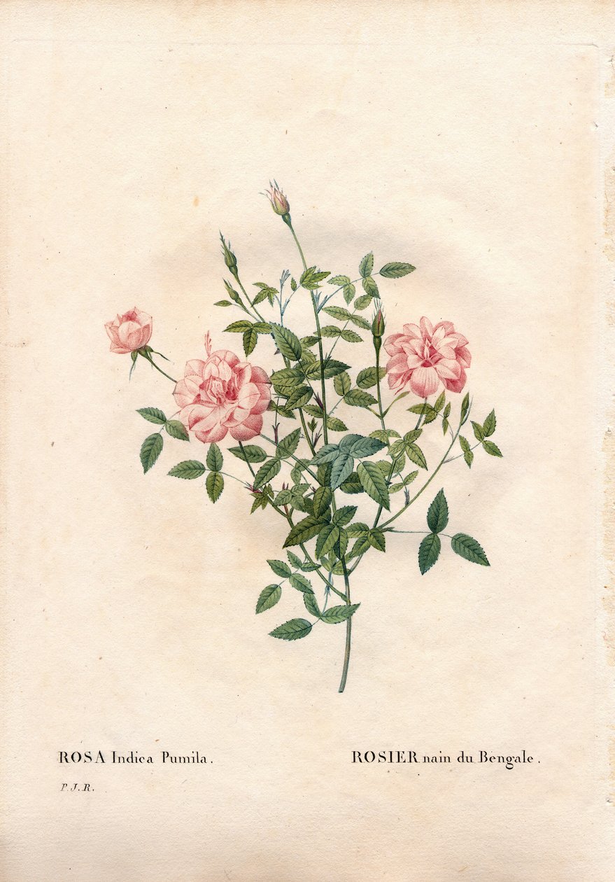 Rouletii rose, Rosa chinensis var. minima Rouletii, bengalsk dværgrose. Håndfarvet stiplet kobberstik fra Pierre Joseph Redoutes "" Les Roses,"" Paris af Pierre Joseph Redouté
