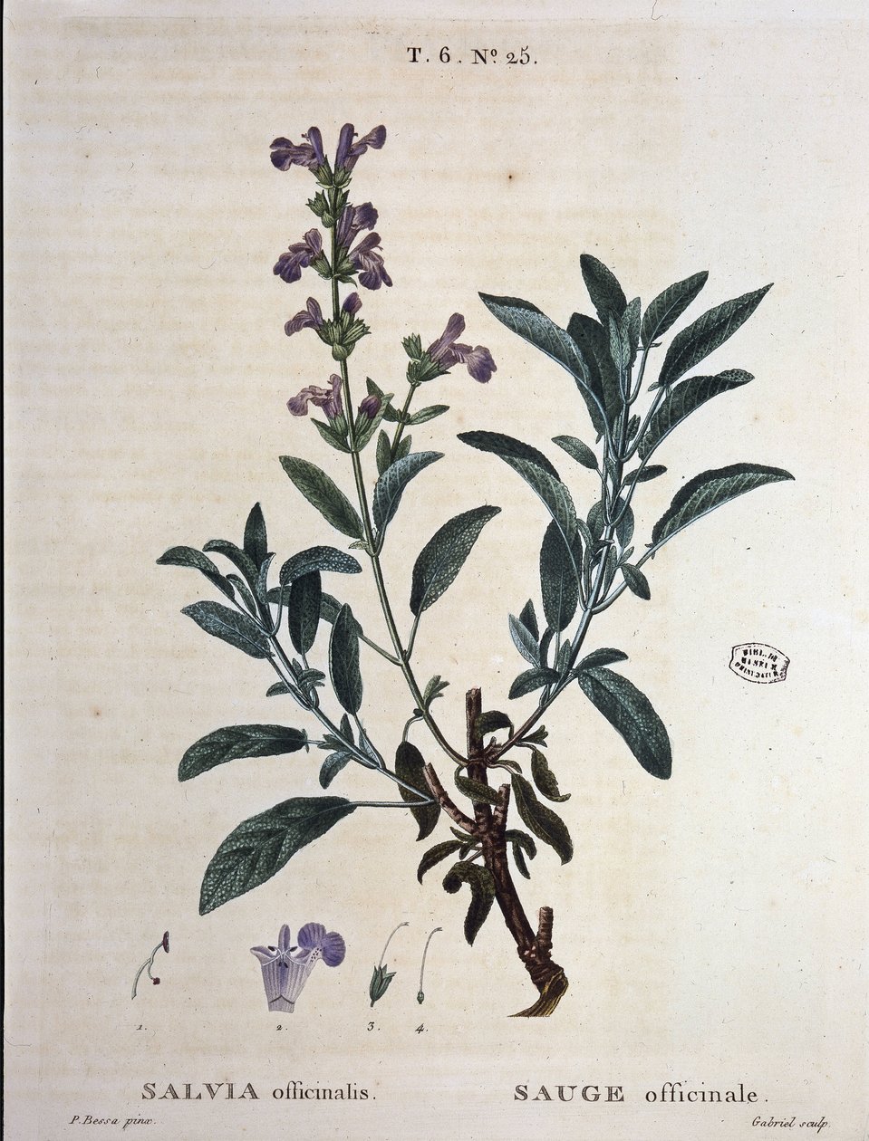 Salvie officinalis - i "" New Duhamel eller afhandling om træer og skov, som de længes efter i Frankrig", tegninger af P.J. Redouté og P. Bessa, Paris af Pierre Joseph Redouté