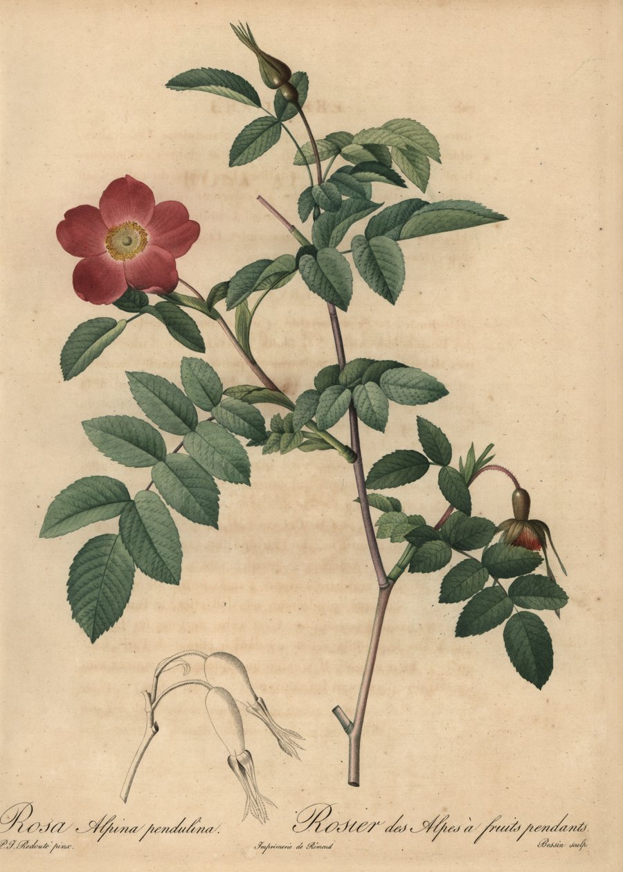 Skarlagen alperose, Rosa pendulina af Pierre Joseph Redouté