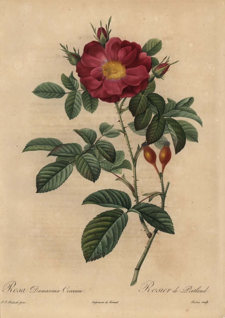 Skarlagenrød damaskrose, Rosa damascena af Pierre Joseph Redouté