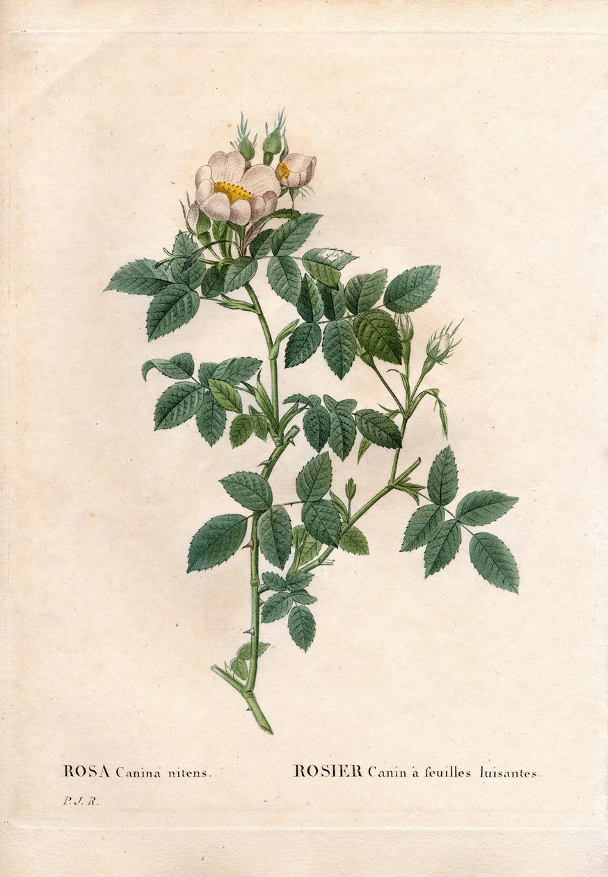 Skinnende blade hunderose, Rosa canina sort, Hunderose med skinnende blade. Håndfarvet stiplet kobberstik fra Pierre Joseph Redoutes "" Les Roses,"" Paris af Pierre Joseph Redouté