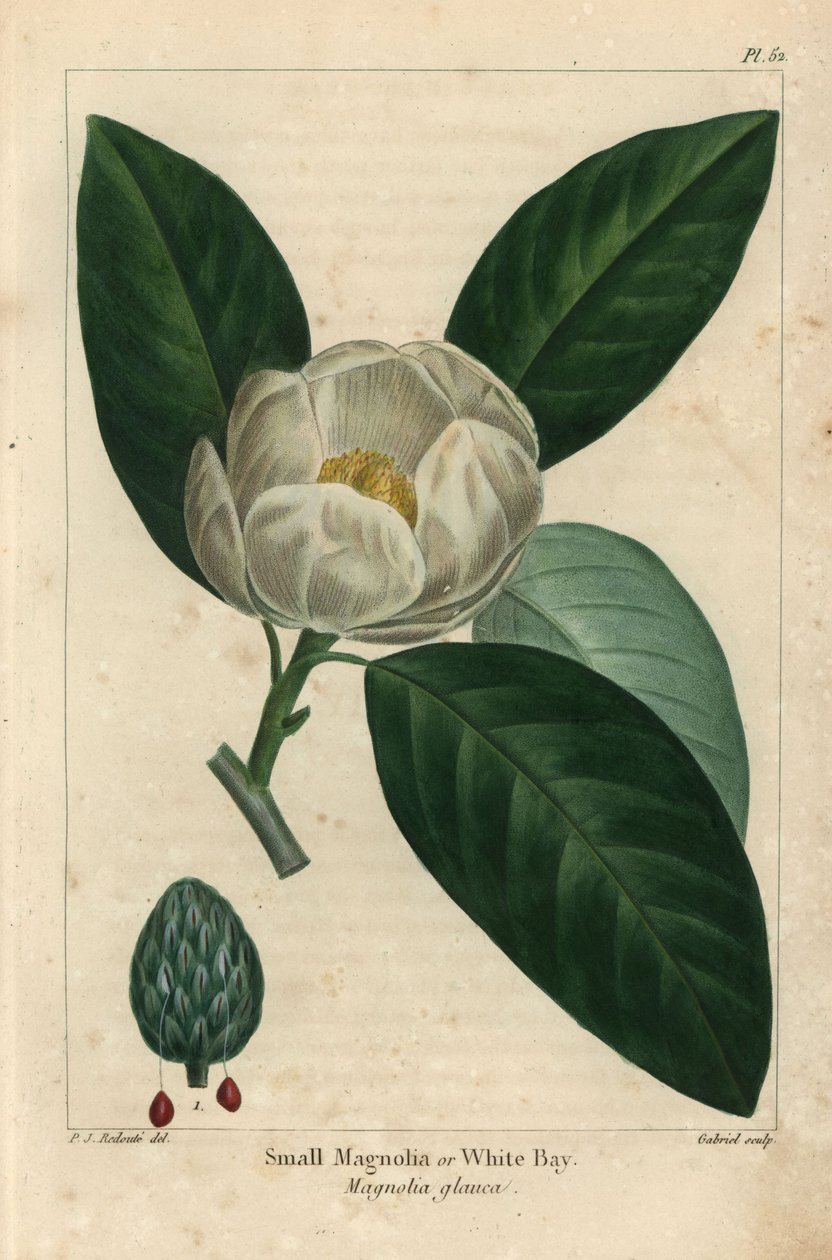 Lille magnoliatræ eller hvid bugt, Magnolia glauca (gravering) af Pierre Joseph Redouté