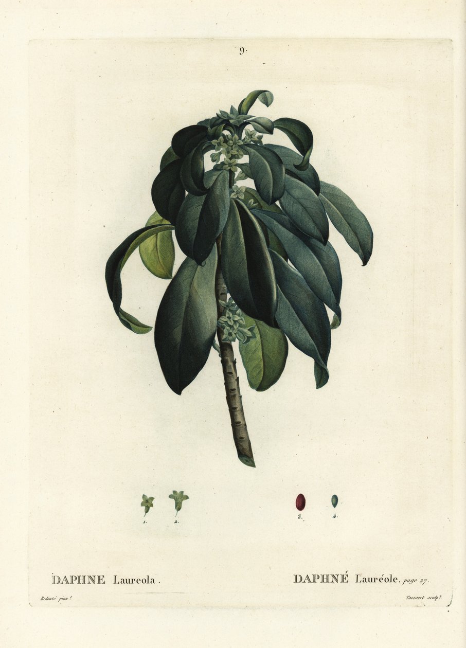 Spurge laurbær, Daphne laureola. Håndfarvet prikkegravering af Tassaert efter en illustration af Pierre-Joseph Redoute fra Henri Louis Duhamel du Moncels Treat des Trees et Shrustes, Paris af Pierre Joseph Redouté
