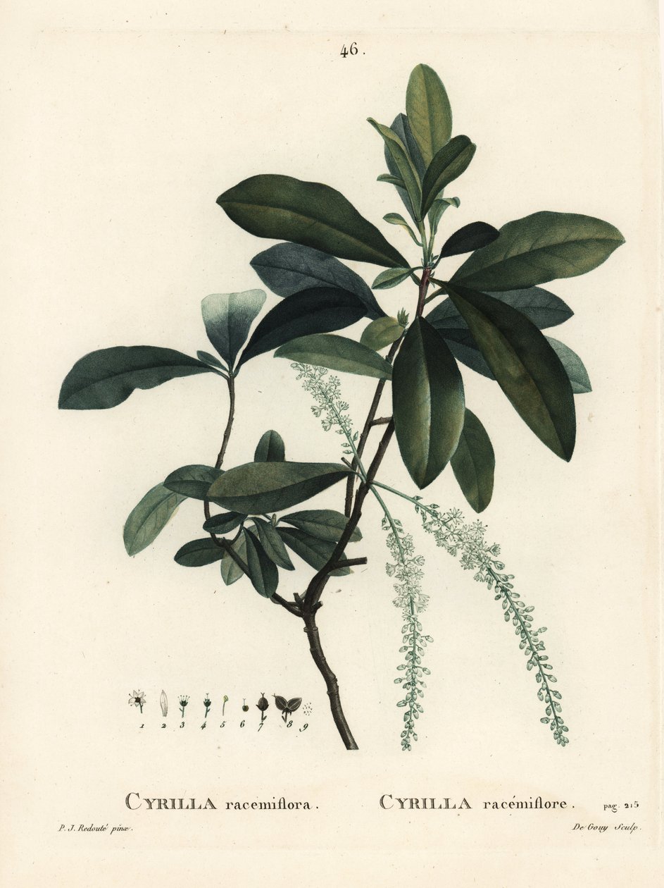 Sumpcyrilla, Cyrilla racemiflora. Håndfarvet stipplegravering af De Gouy efter en illustration af Pierre-Joseph Redoute fra Henri Louis Duhamel du Moncels Treat des Arbres et Shrustes, Paris af Pierre Joseph Redouté