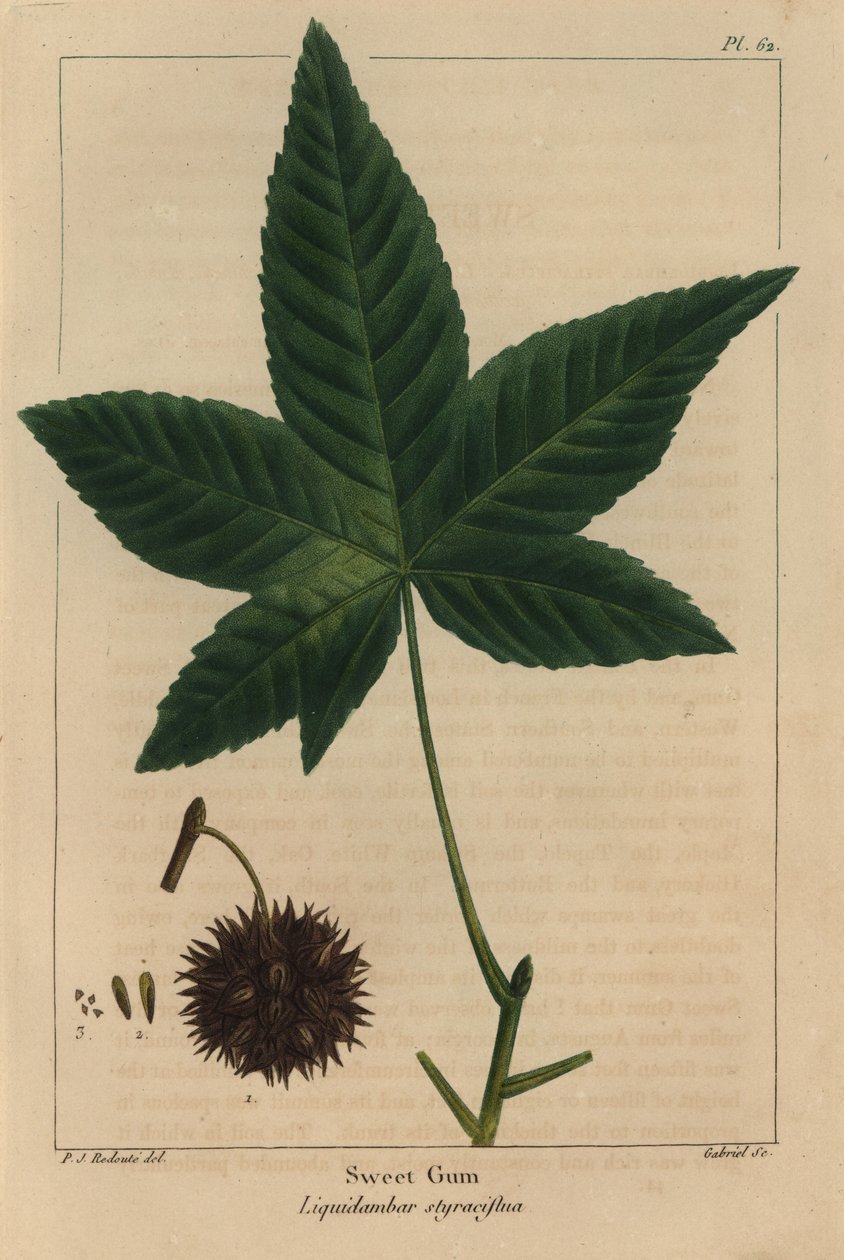 Sødt tyggegummitræ, Liquidambar styraciflua (gravering) af Pierre Joseph Redouté