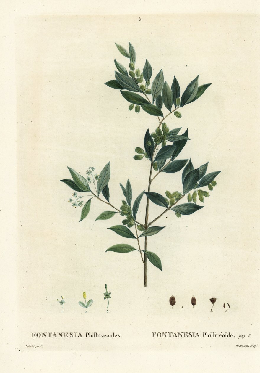 Syrisk liguster, Fontanesia phillyreoides. Håndfarvet prikkegravering af Du Ruisseau efter en illustration af Pierre-Joseph Redoute fra Henri Louis Duhamel du Moncels Treat des Arbres et Shrustes, Paris af Pierre Joseph Redouté