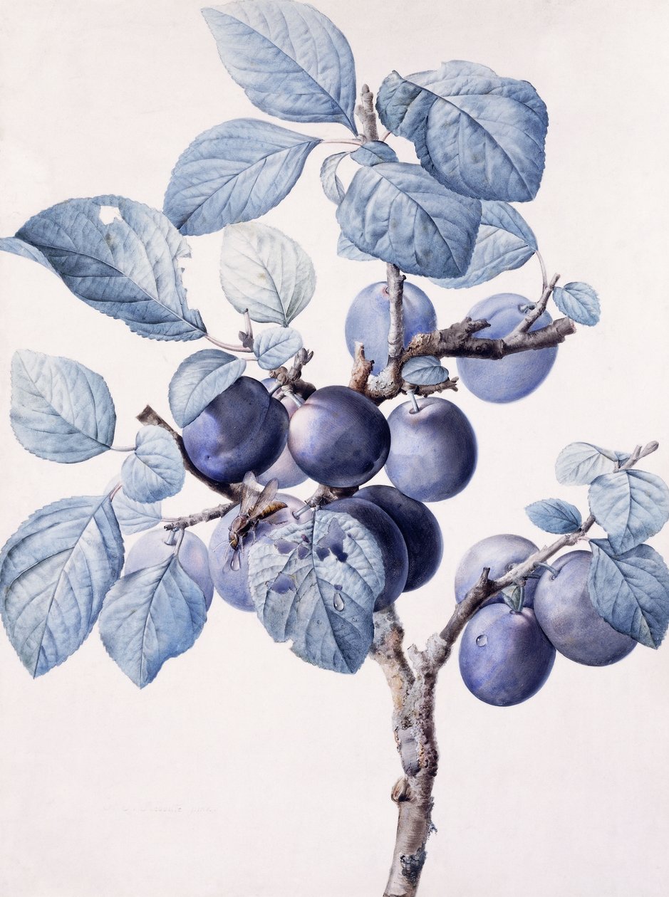 Grenen af et blommetræ, der bærer frugt med en hveps drikkevand på et blad, af Pierre Joseph Redouté
