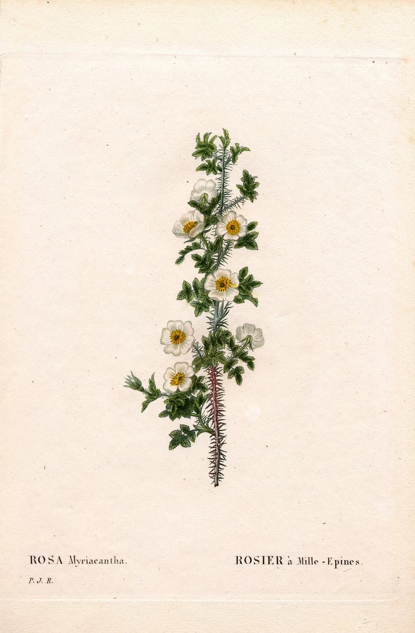 Tusindpigget rose, Rose myriacantha, Rose a Thousand-Spines. Håndfarvet stiplet kobberstik fra Pierre Joseph Redoutes "" Les Roses,"" Paris af Pierre Joseph Redouté