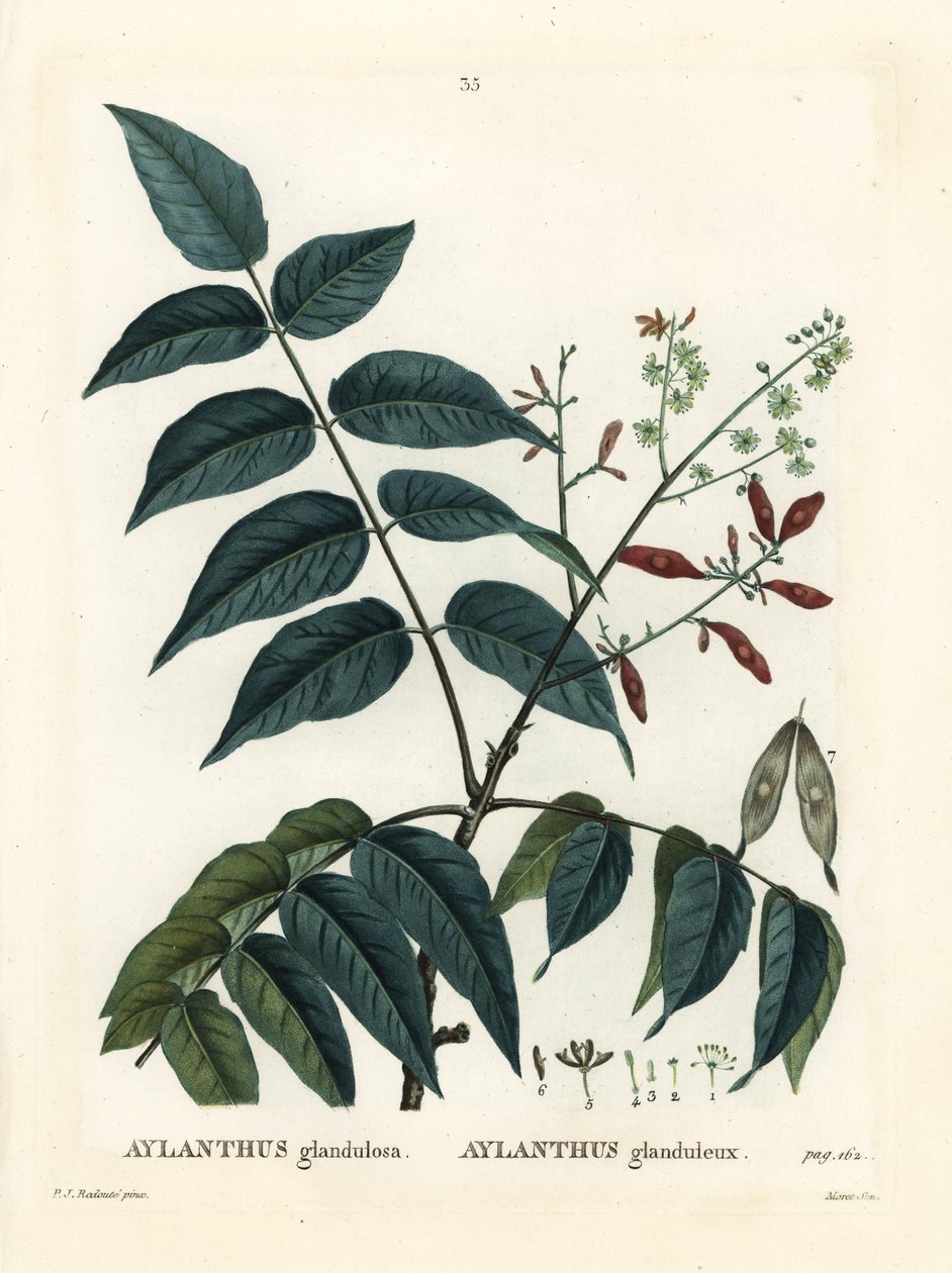 Himlens træ, ailanthus eller chouchun, Ailanthus altissima (Aylanthus glandulosa). Håndfarvet stipplegravering af Moret efter en illustration af Pierre-Joseph Redoute fra Henri Louis Duhamel du Moncels Treat des Arbres et Shrustes, Paris af Pierre Joseph Redouté