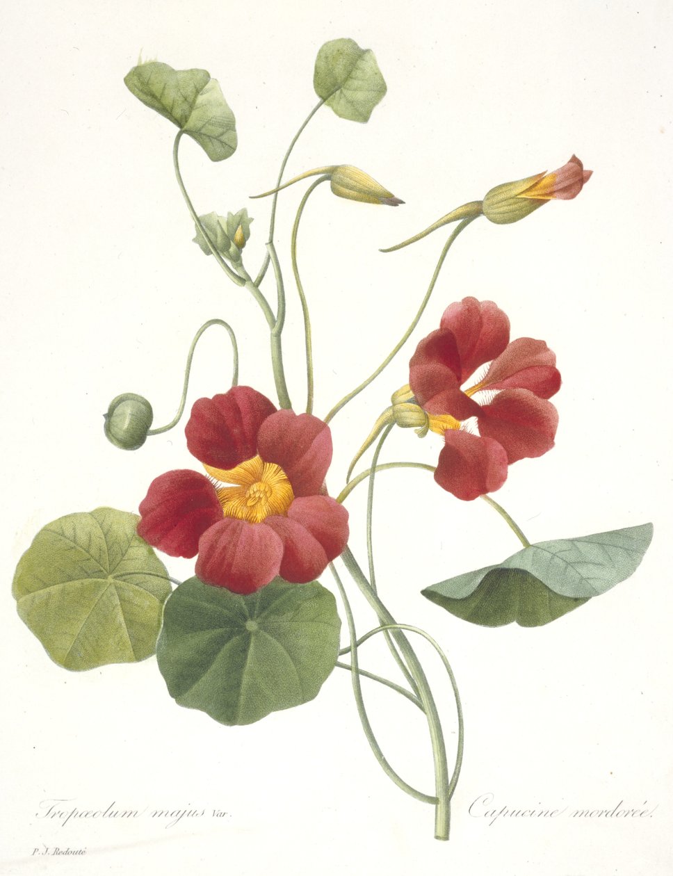 Tropaeolum majus (Garden Nasturtium), 1827 af Pierre Joseph Redouté