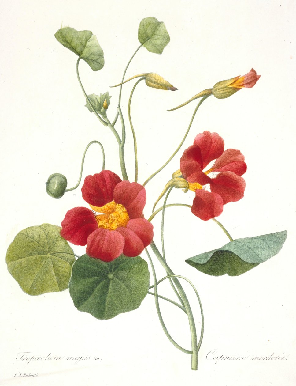 Tropaeolum majus Garden Nasturtium, 1827. af Pierre Joseph Redouté